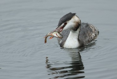 electronic bird repeller protect fish